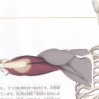 渋谷で朝ヨガテキスト_第5期　「肘を伸ばす。」