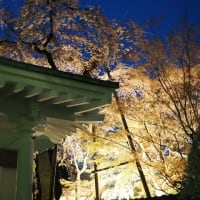 仙台市　若林区　松音寺の夜桜見物　2024.04.12