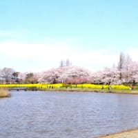 上堰潟公園の桜を見てきました