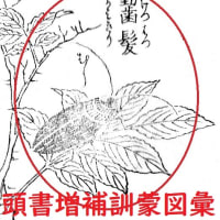 「こおろぎの草子」　　「虫の三十六歌仙」　　7～12