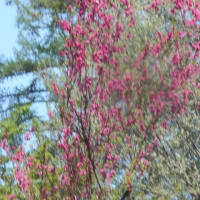 4/22 新潟県下の瀧首湿原オープン日なので水芭蕉等の見物だが少し遅いかなー❕❓