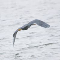 05/16探鳥記録写真：狩尾岬の鳥たち（クロサギの飛翔、）