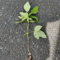 迷惑なアレチヌスビトハギ
