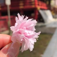 今週は塩竈桜の花吹雪をねらいたい