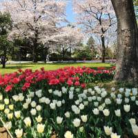 デジブック 『春の昭和記念公園』