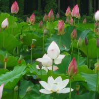 夏の季語／富士詣(ふじまうで)・富士道者・富士行者・山上詣・富士講・浅間(せんげん)講・篠小屋 