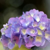 紫陽花（性海寺Ⅱ）