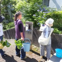 10回目のアジサイさし木講習会