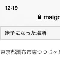 迷子ネコちゃん。