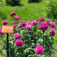 神代植物公園の花々　Flowers in Jindai botanical park