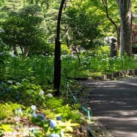 紫陽花とゆり、白の彩り。