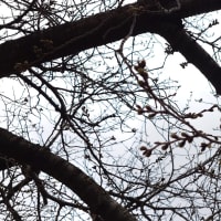 そろそろ開花　北九州市の桜