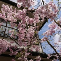 家の枝垂桜が満開です！