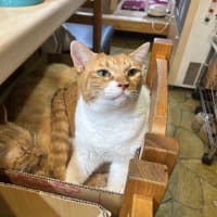 看板猫のいるお店で猫飲み 2 (2407-2)