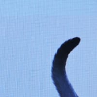   2025 5/13 投稿　１０話  私の名ははミー子　漢字で書くと美子　　ミーと