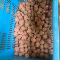小豆発芽、始まる