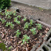 夏の花壇へ・・・小学校花壇への花植ボランティア