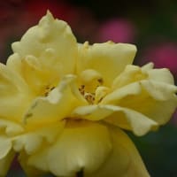智光山公園のバラ ２
