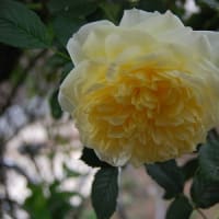 庭の花