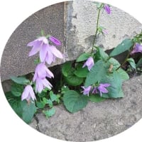 強い花