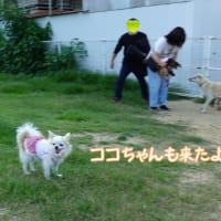 ホットドッグが　いっぱい
