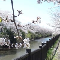 矢那川の桜（2024）