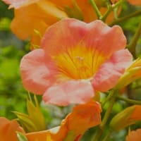 凌霄花（ノウゼンカズラ）