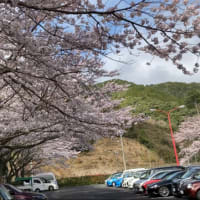 ラポーレの桜を動画で紹介！