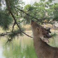 松葉を食べるシカ