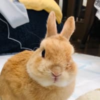 フォーレ四重奏団のチケットを５枚取る ～ トッパンホール２５周年記念スペシャルウィーク  ／  村上春樹著「街とその不確かな壁」（上巻・下巻）を読む ～ 登場するクラシック音楽を中心に紐解きます