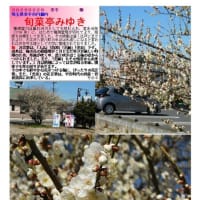 花巡り「梅－365」 旬菜亭みゆき
