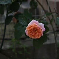 ５月２１日のバラ