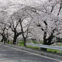 宮下橋上下流の桜