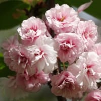 オオナデシコ　〈大撫子  桜の花〉　