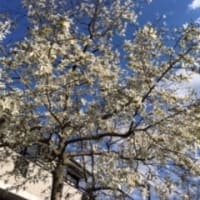 桜マカロン、いちごのケーキ