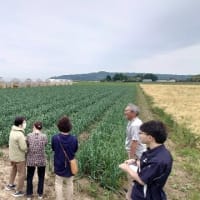 JAみやぎ登米米山支部タマネギ部会の現地検討会が開催されました