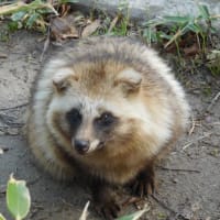 あれってそれって何匹くらい居るんだろう　~　全国たぬきの存在数
