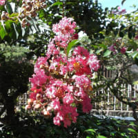 我家の庭にある「百日紅（サルスベリ）が咲き始めました　