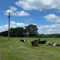 のどかな夏の放牧場、余生をのんびり過ごすウマ、冬までに出荷される子ウシを囲んで憩うウシ
