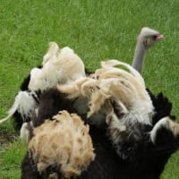 千葉動物公園散策 