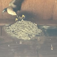 ツバメ雛が孵る