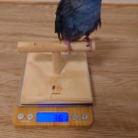 Pちゃんたちに会えてネロ大喜び