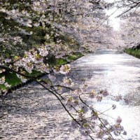 桜の花筏＊弘前城址