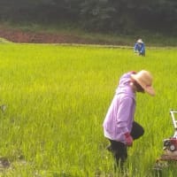 猛暑の中での除草作業