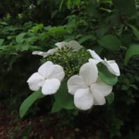 宇治市植物公園早回り2025/5中旬（1）