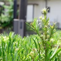 早朝の由比ヶ浜で遊び、七里ガ浜東に戻って芝刈り