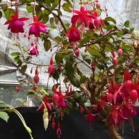 百合が開花や見頃を迎えている