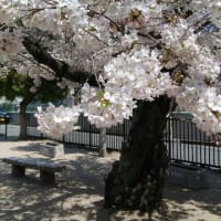 桜の木さん、ありがとう！