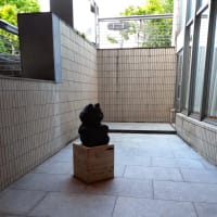 東京・街の一コマ ： 猫はどんな本を読むのかな