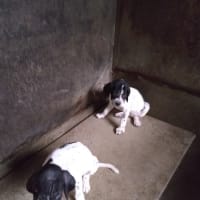 イングリッシュ　ポインターの仔犬